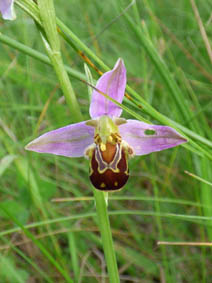 Ophrys apifera